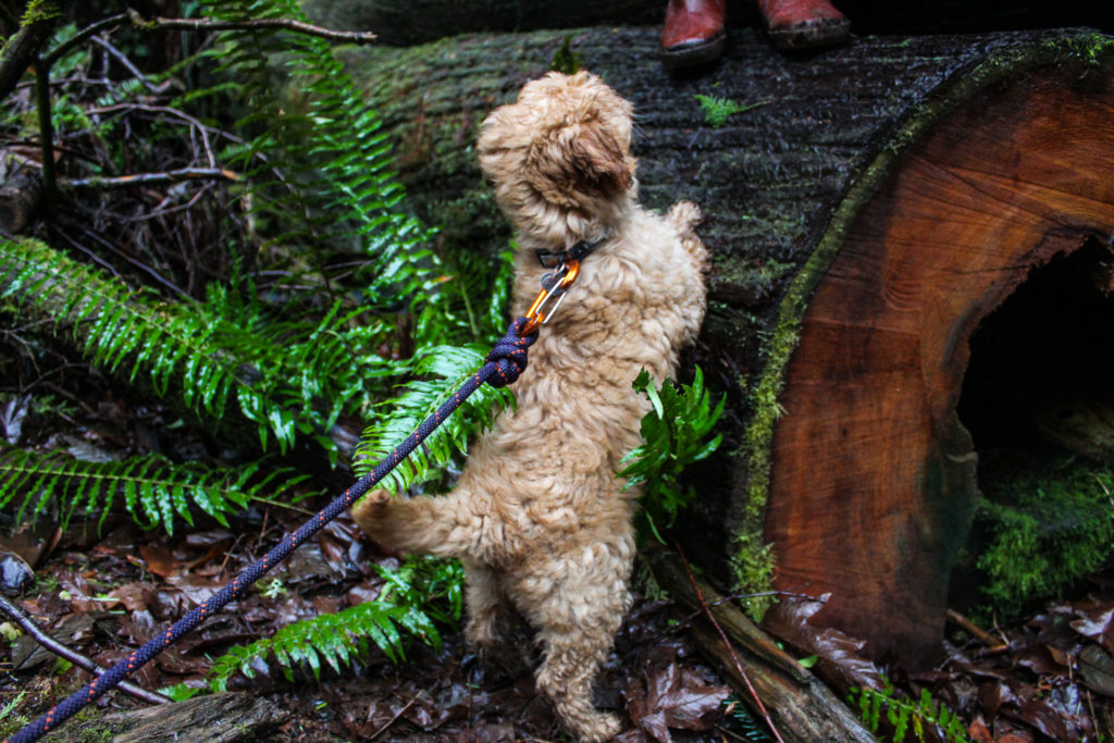 Homeostasis and dogs